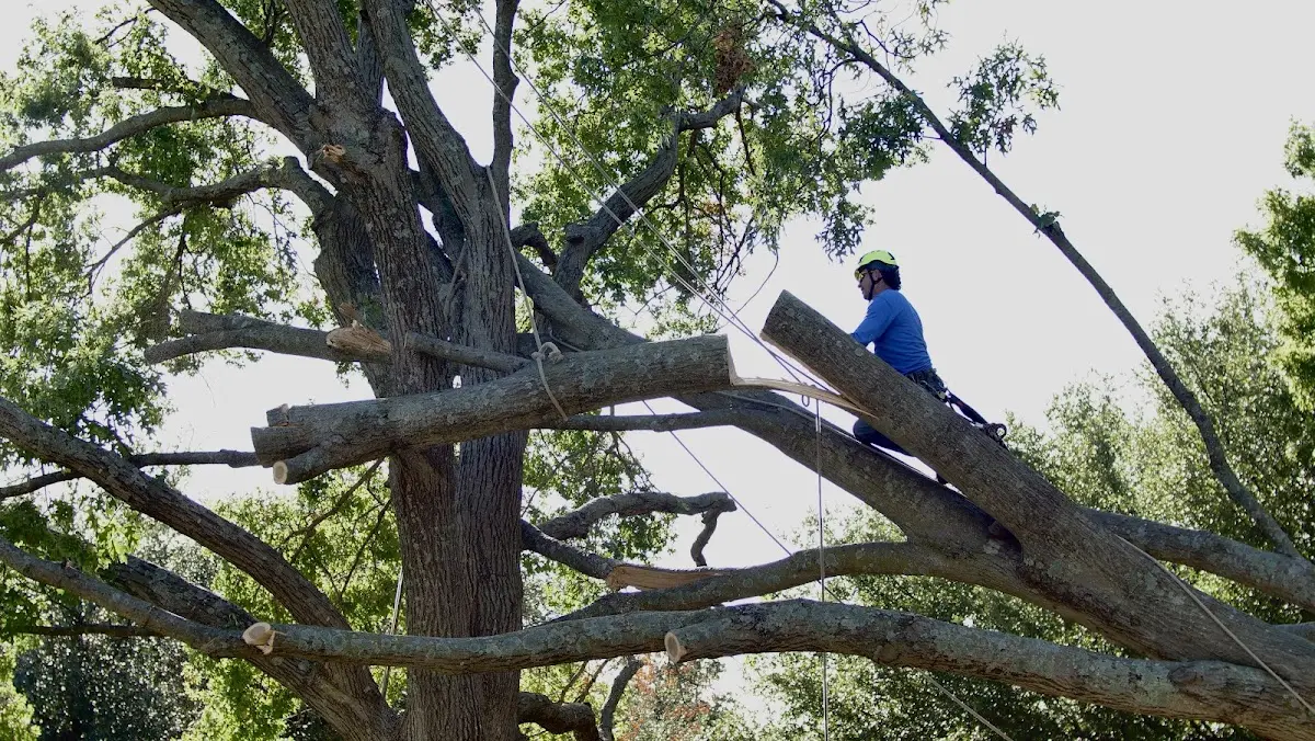 Professional Crown Thinning performed by certified arborists in Lewisville