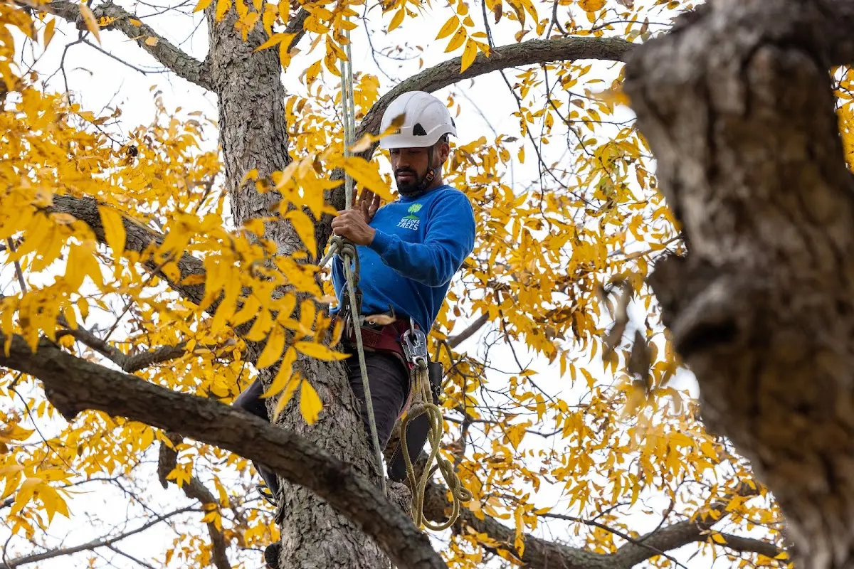 Skilled Tree Pruning crew working in Lewisville