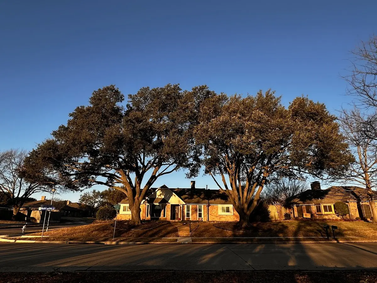 Established residential canopy tree shading a home in Lewisville